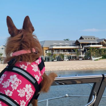 Dog in life vest on a boat.