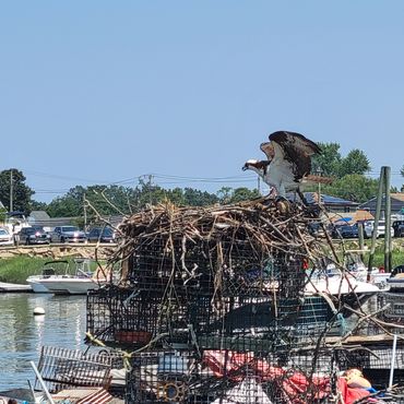 bird sitting on boat cushions.