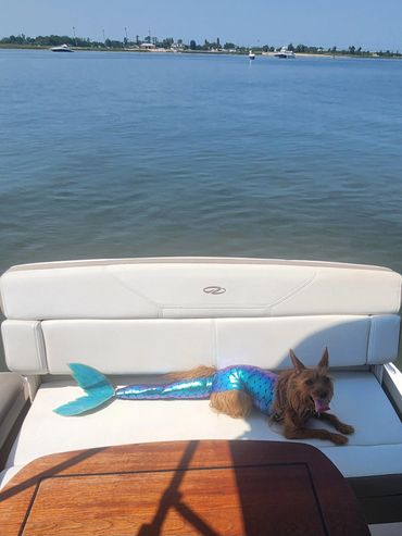 Small dog wearing a mermaid tail on a boat.