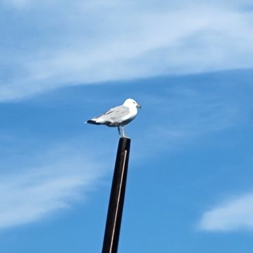 Seagull sitting on a pole.