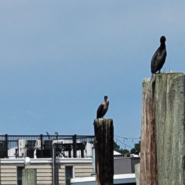 Birds perched on pier pilings.