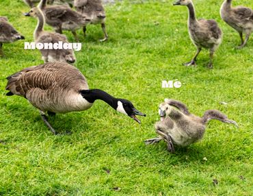 Goose labeled 'Monday' chasing a falling gosling labeled 'Me' on grass.