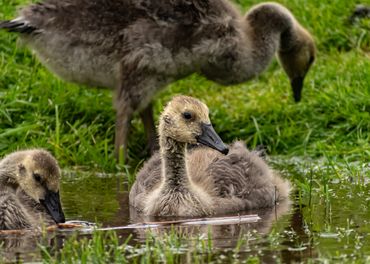 Young goslings resting in a grassy wetland area.