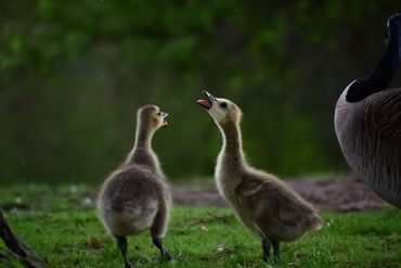 Two goslings chirping to each other on grass.