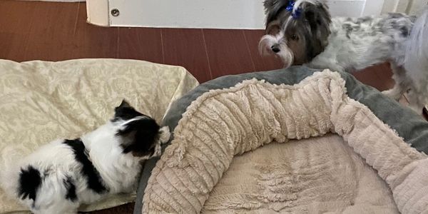 Cougar Town Kennel - Biewer Terrier, Puppies for Sale | Cougar Town Kennel