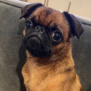 Cougar Town Kennel - Brussels Griffon, Puppies for Sale Cougar Town Kennel - Brussels Griffon, Puppies for Sale