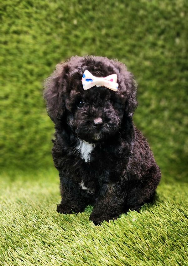 Fluffy black puppy with a white bow sitting on grass.