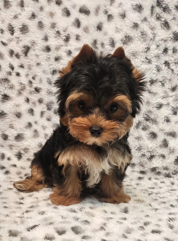 Adorable small black and brown puppy sitting on a spotted blanket.