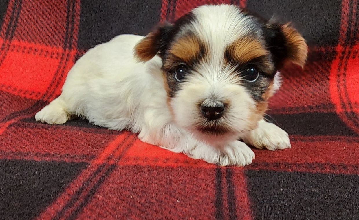 Adorable small puppy lying on a red and black checkered blanket.