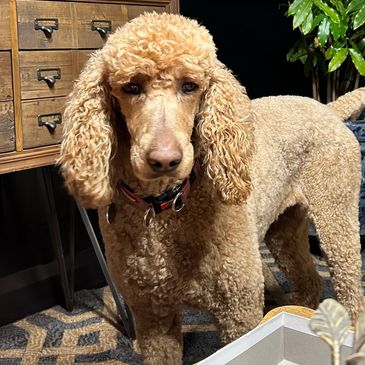 Curly-haired brown poodle standing indoors.