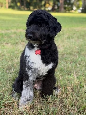 Black and white fluffy dog sitting on grass.