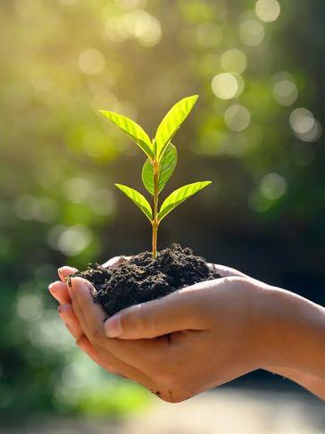 Hands cradle a small mound of soil, with sprouting plant emerging; the hands support growth 