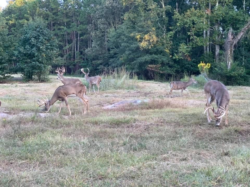 Alabama Trophy Deer Hunts