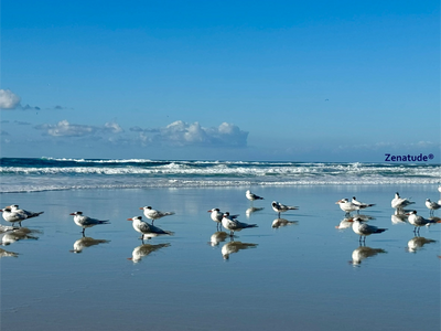Seagulls standing on a reflective beach with ocean waves and blue sky.