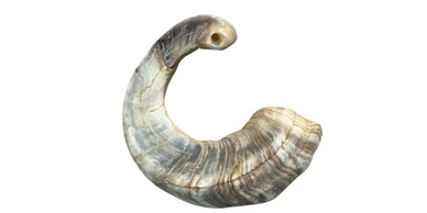 Ram's horn shofar from Shofar factory