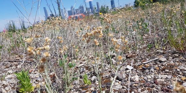 Dry wildflowers on rocky ground with city skyline in the background.