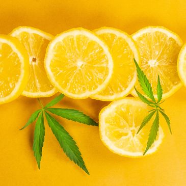 Lemon slices with two cannabis leaves laid on top.