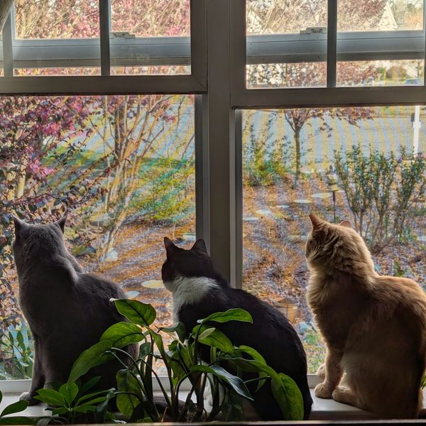 Three cats sitting on a window ledge looking outside.