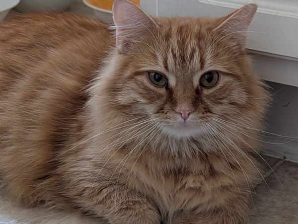 An orange and white cat.