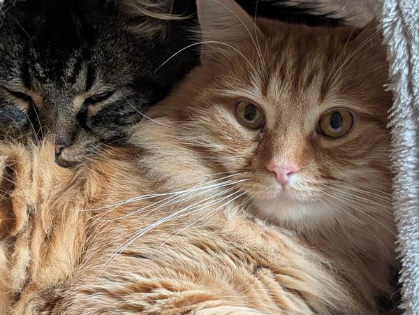 An orange and white cat laying in front of a long-haired tabby cat.