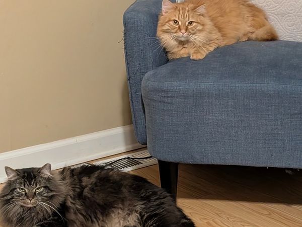 A long-haired tabby cat laying on the floor in front of a blue chair with an orange cat in chair.