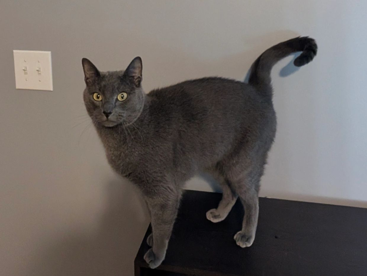 Photo of a gray cat standing up.