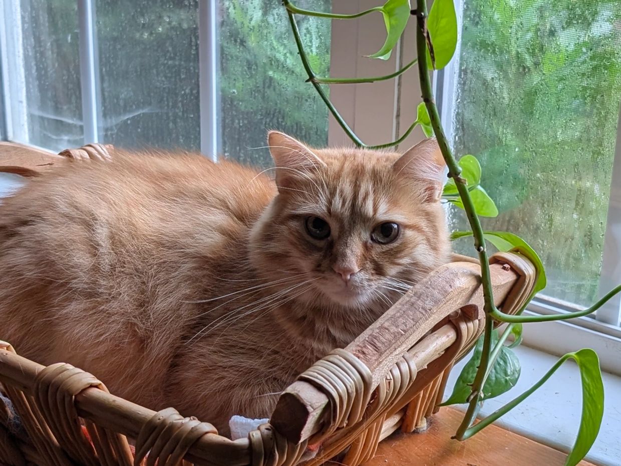An orange and white cat in a basket in front of a window.