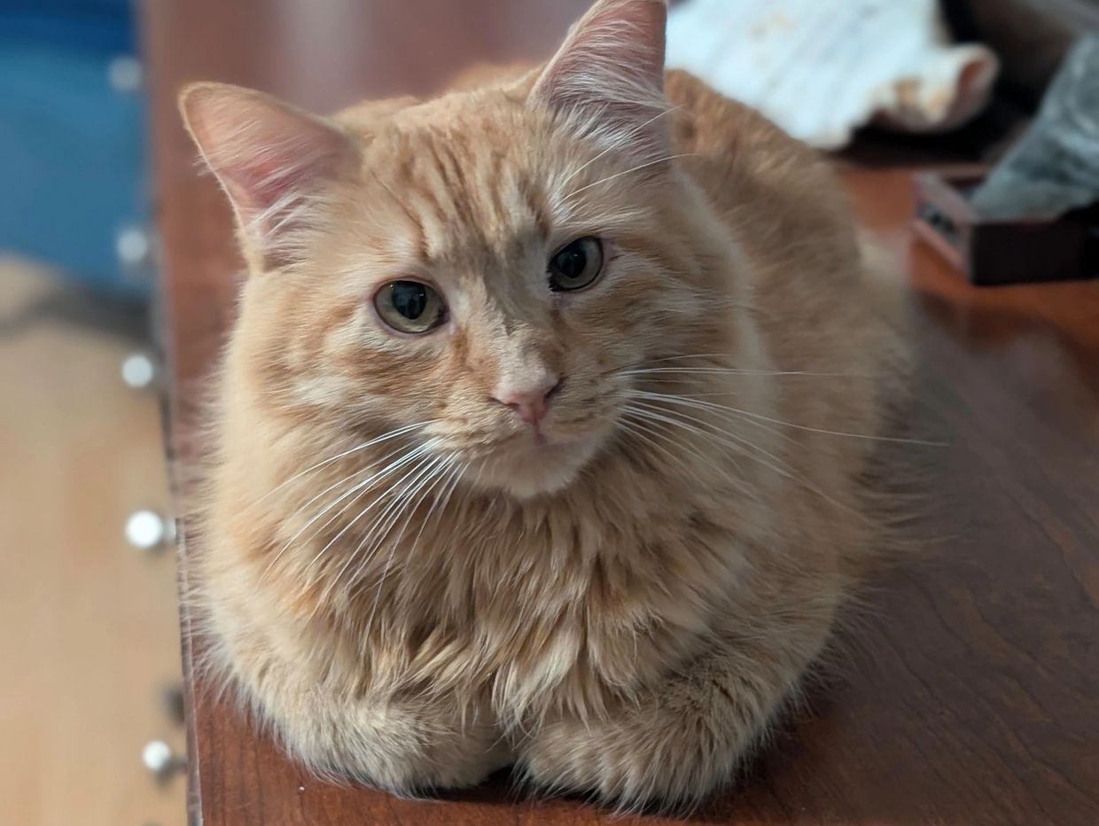A nude colored cat laying on a dresser.