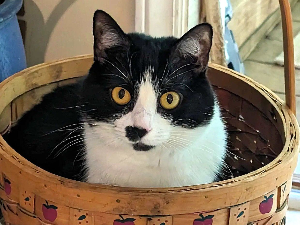 A black and white cat in a basket.