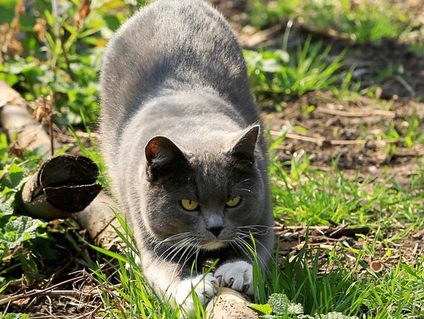 A gray cat scratching a stick laying on the ground in an outdoor setting. 