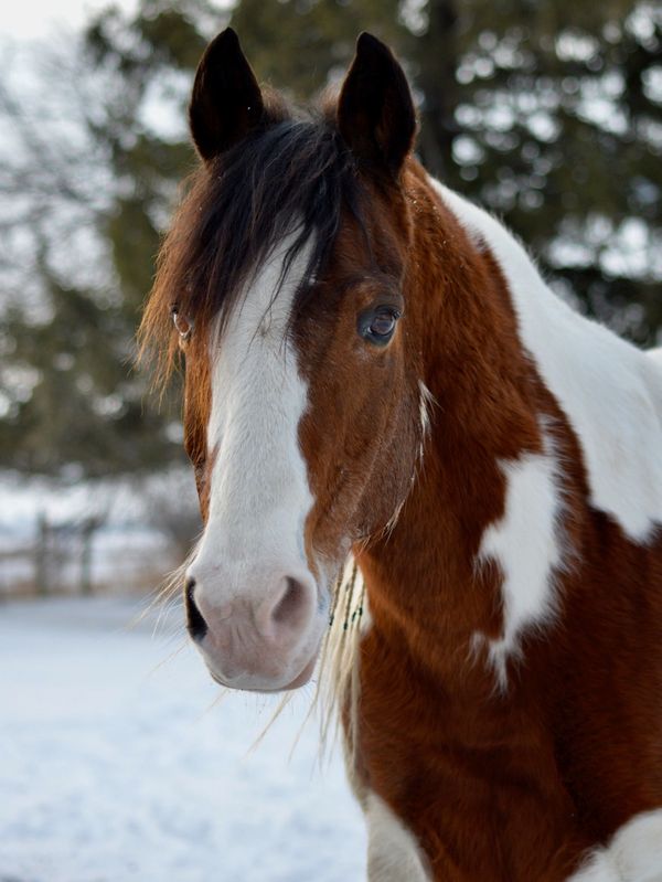 Paint horse, Pinto horse, Chaco, horse in the snow