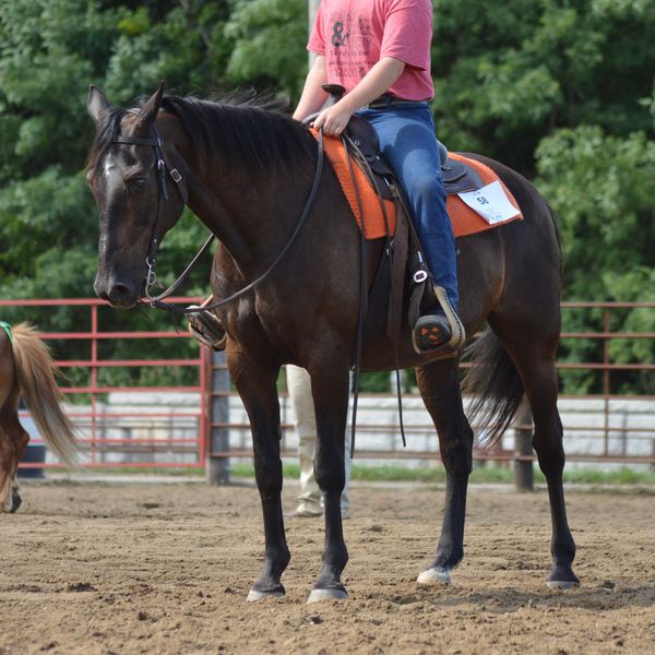 Standardbred, 4-H, cowboy, county fair