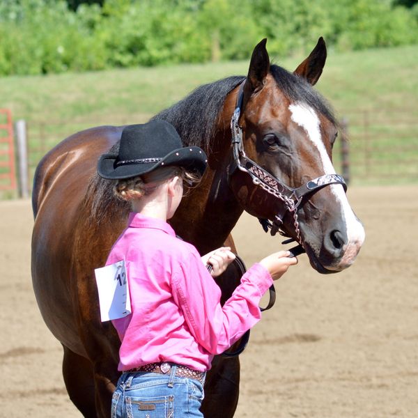 M Dee Bonanza, Bay horse, cowgirl, 4-H, County Fair