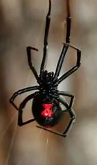 Ruby Mountain Pest Control, LLC cover
