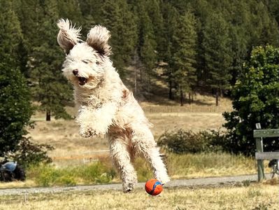 Playful Miniature Aussiedoodle Dog — showcasing their energetic and fun-loving nature