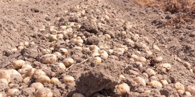 Potatoes in field