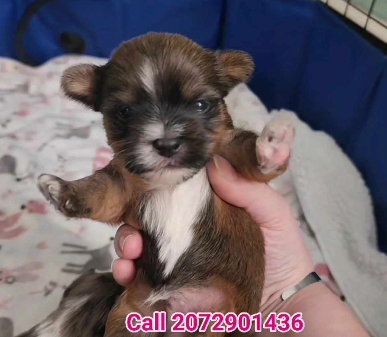 Sable Teacup Yorkie ready to go Dec 23rd 1st shots dewormed and 1 yr health guarantee 