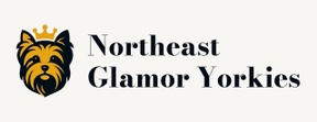 Northeast Glamor Yorkies