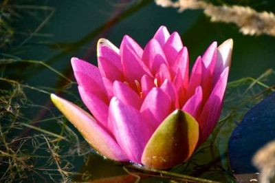 Lotus Lake Buddhist Retreat Center