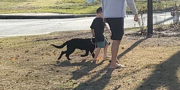 Tim helping train a service dog.