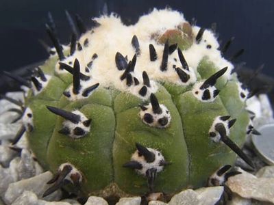 Japanese C. cinerea hybrid