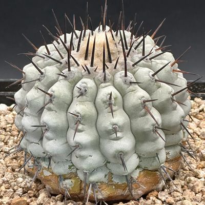 Photo of a Copiapoa cinerea grown hard with dense farina and compact form