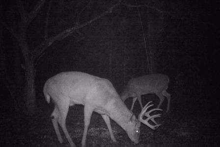 Kentucky had a fabulous survival rate, contact us to book your 2018 Hunt