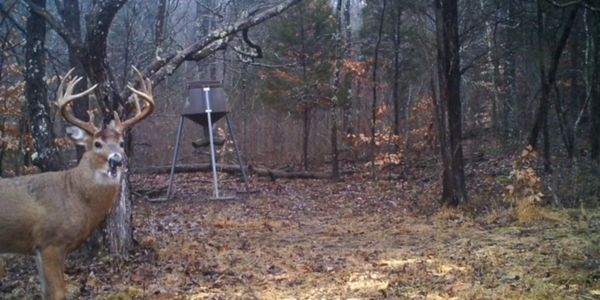 Kentucky Whitetail Deer Outfitter