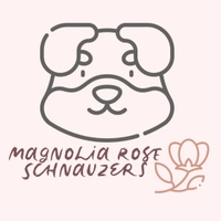Magnolia Rose Schnauzers