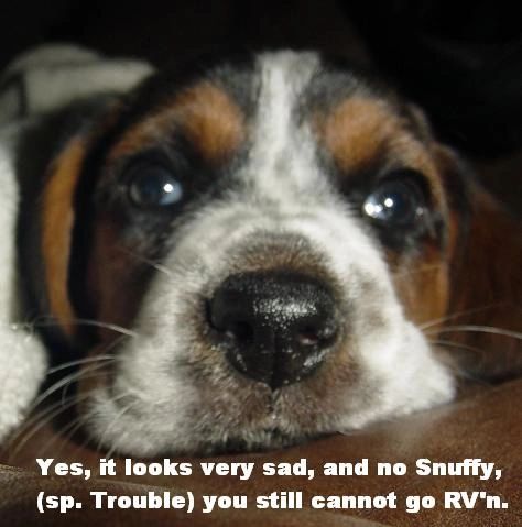 Snuffy__trouble__Bassett_Wants_to_Go.JPG