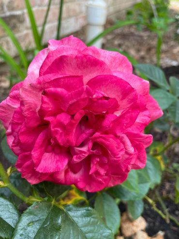 Close-up of a vibrant pink rose in a garden.