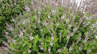 A lush patch of green plants with tall, slender flowering spikes.
