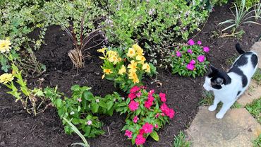 A black and white cat curiously observes colorful flowers in a garden bed.