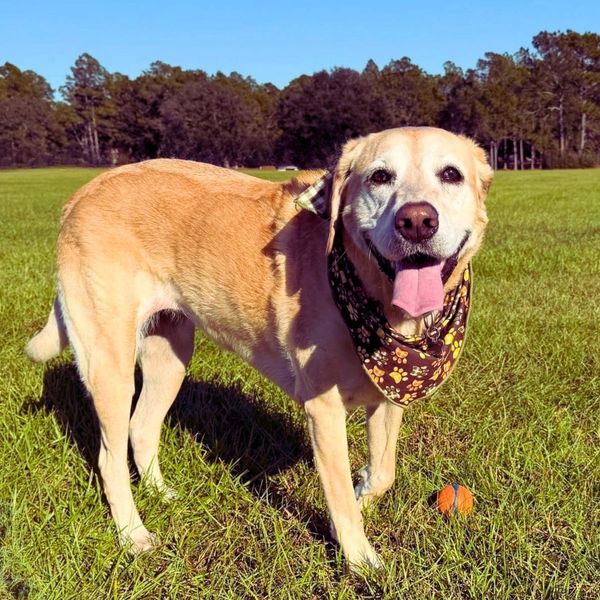 Legacy Window Films located in Gulf Shores window tinting companies is the best in Baldwin County